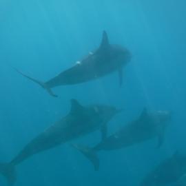 In the Wake of Dolphins